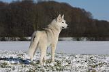 SIBERIAN HUSKY 496